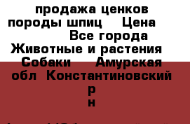 продажа ценков породы шпиц  › Цена ­ 35 000 - Все города Животные и растения » Собаки   . Амурская обл.,Константиновский р-н